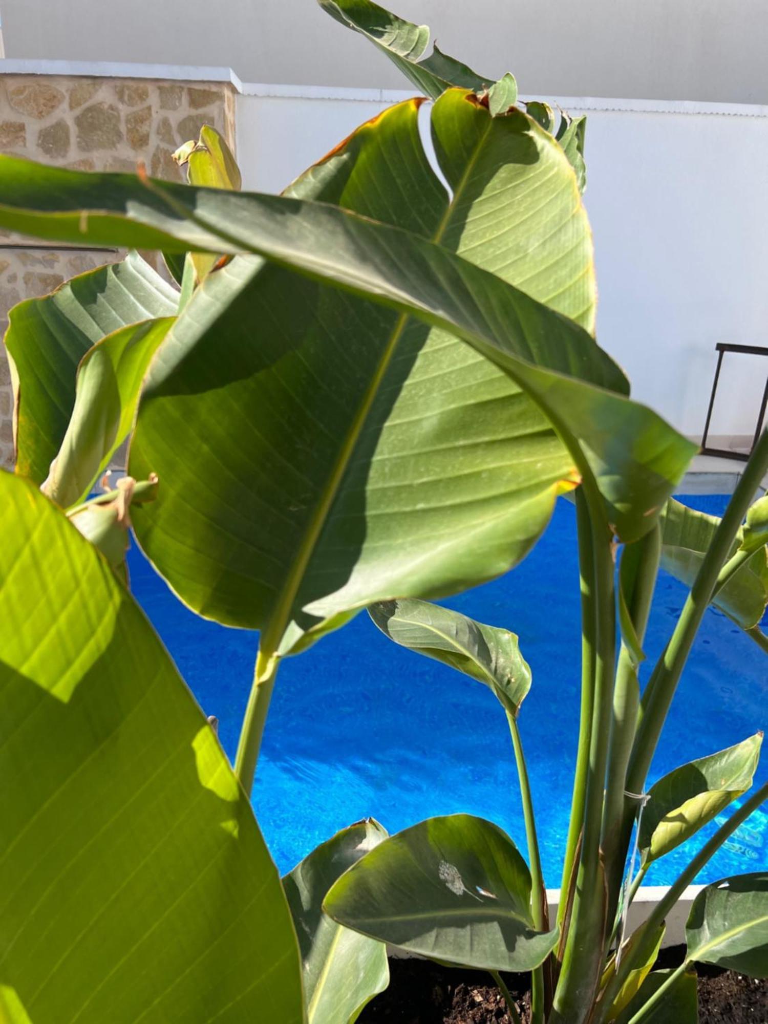 Villa Higuericas: Family Retreat With Private Pool *